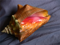Collector's quality Queen Conch Shell